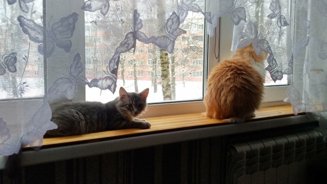 Кот Мейн-кун: царь домашних кошек!