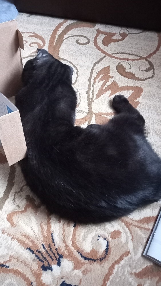 Вторник. Котэ. Пора