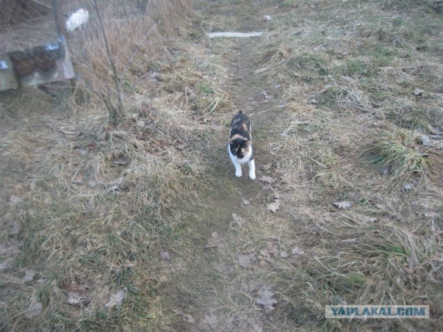 Жизнь домашнего приюта для котеек 383