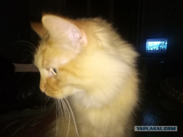 А что это мы котовторник не начинаем? Время пришло!