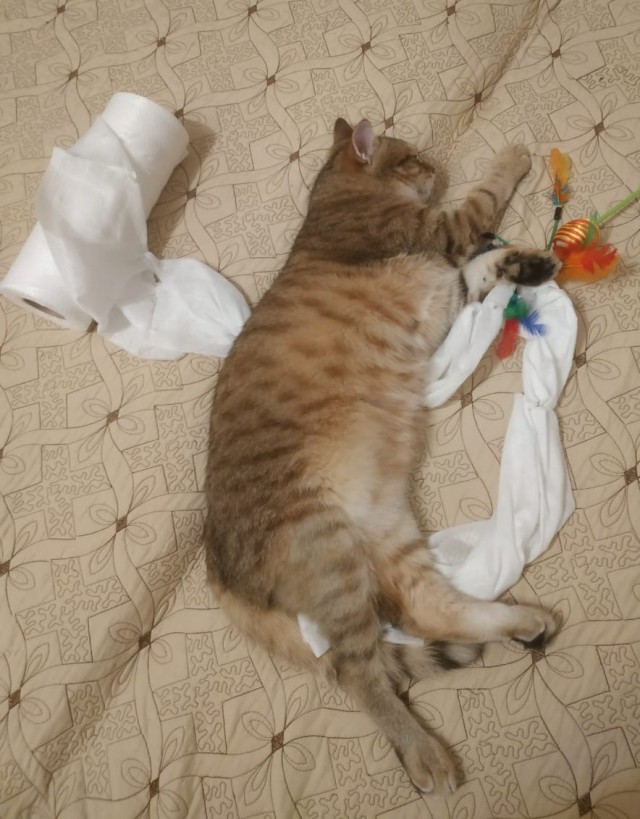 Котовторник вроде.
