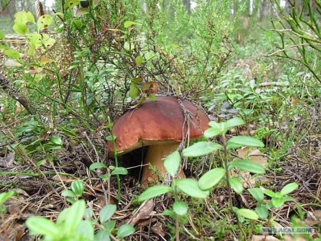 Грибные места