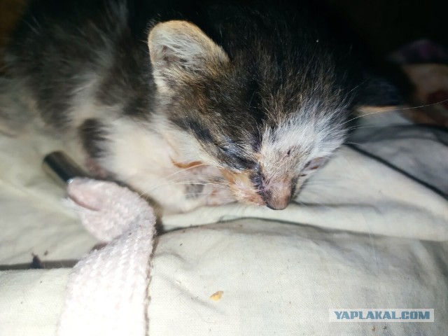 Котики в беде