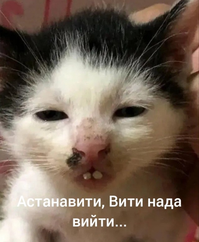 Это Виталик