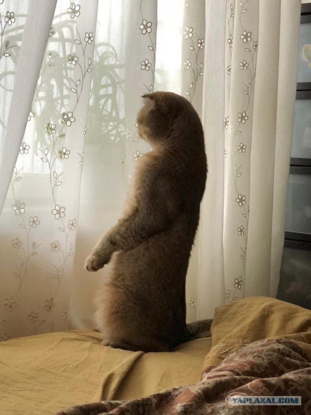 Котовторник 19.07.22