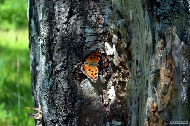 Отдых по-русски.