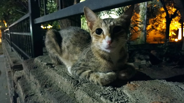 Стамбульские коты