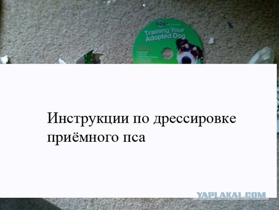 Инструкция по дрессировке собаки