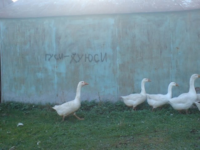 Замес с Гусём