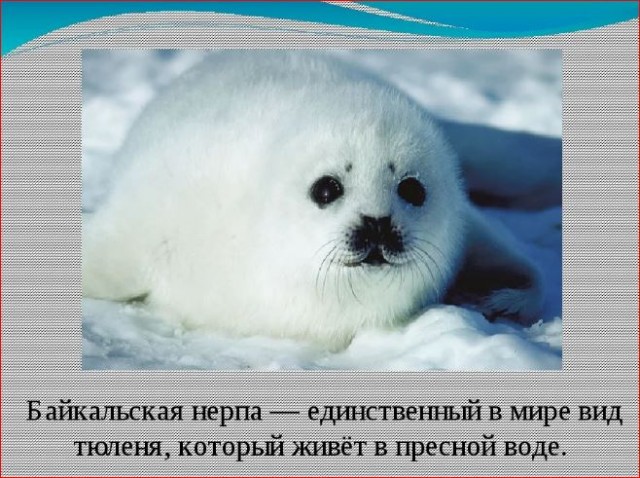 Победная поступь идиотизма по планете – том 15