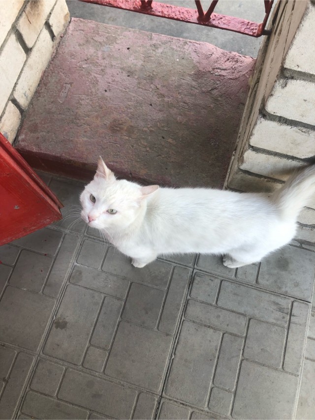 Коты - мастера на все лапы