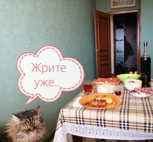 Эти кошки упрямее барана: ТОП-7 пород со скверным характером