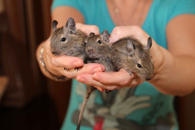 Cпасение крохотного бельчонка.