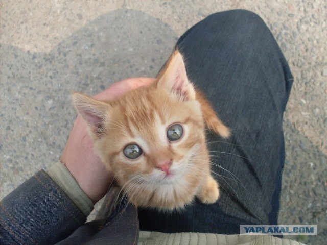 Котовторник 23.04.2013