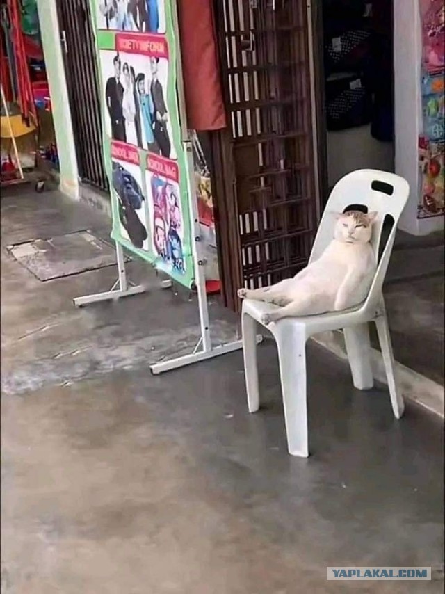 У нас появился кот