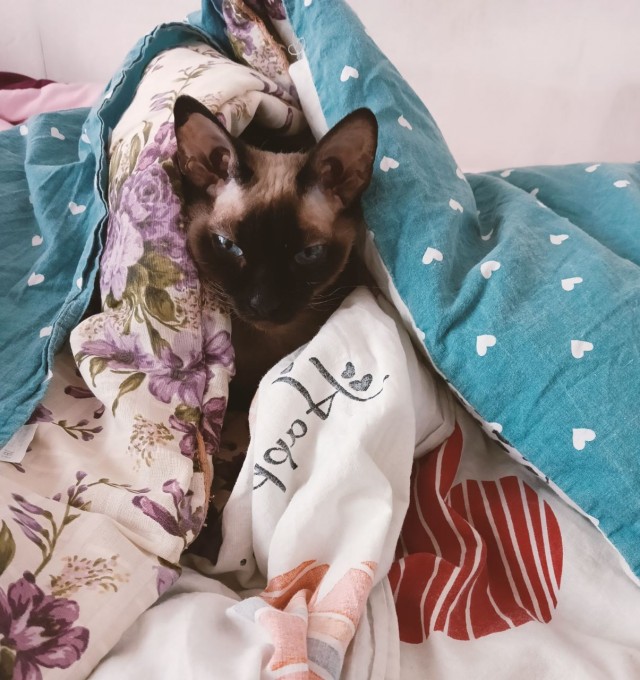 Жизнь домашнего приюта "Котоленд" 410