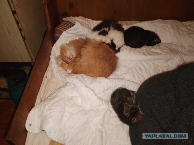 Жизнь домашнего приюта для котеек 472