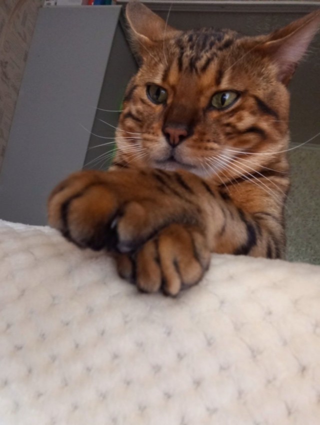 Котокартинки