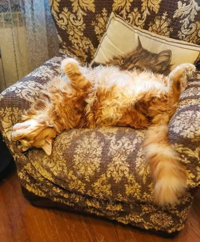 Толстые коты