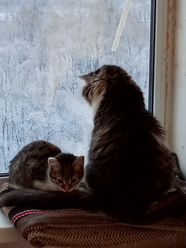 Первый Котовторник 2024