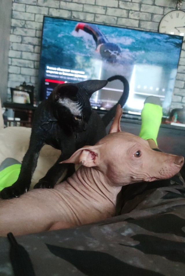 С Котовторником!