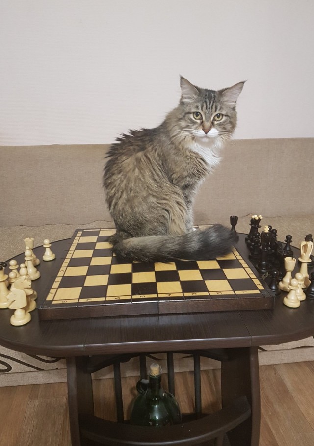 Котовторник 05/11/2024