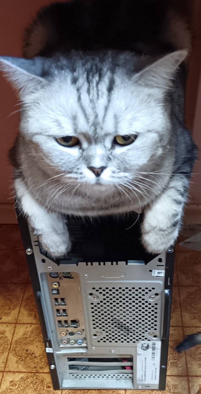 Котовторник