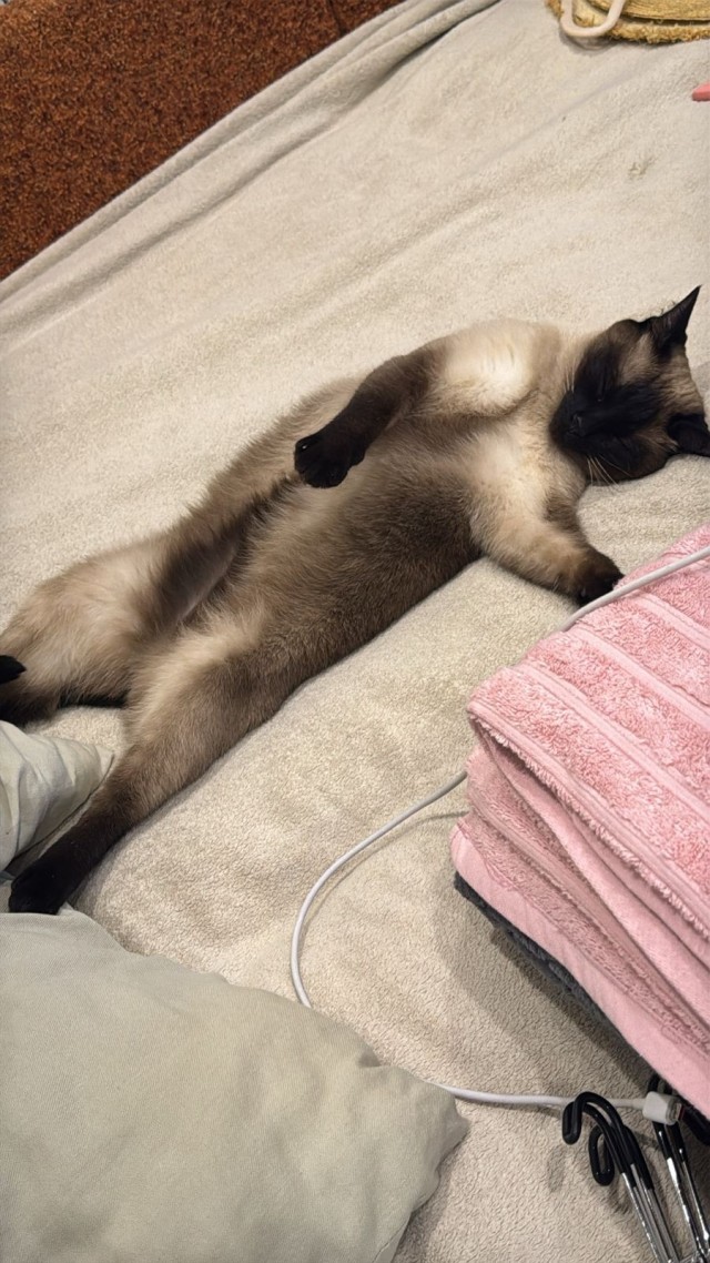 С котовторником!