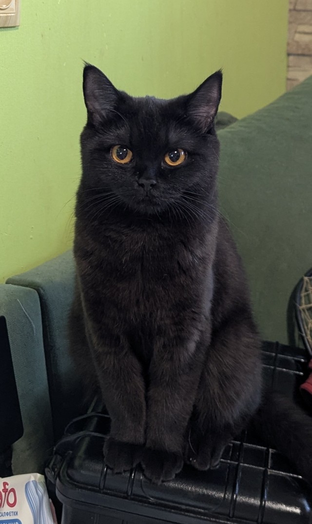 С котовторником!