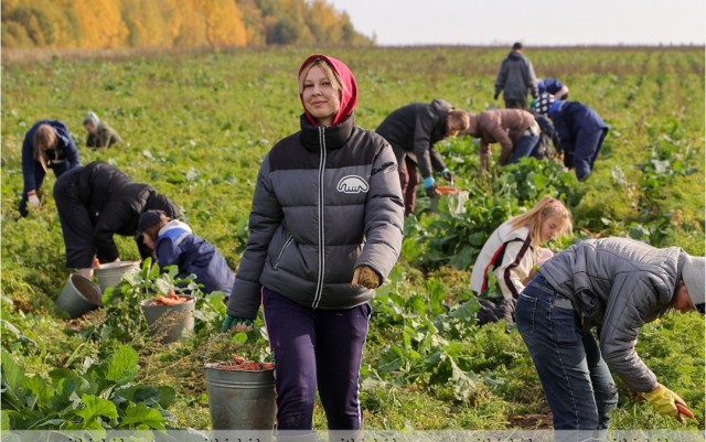 Студенты, морковь!
