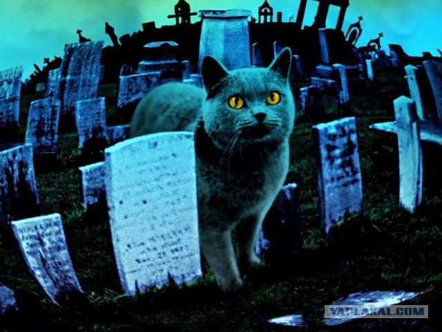 Ответочка кота