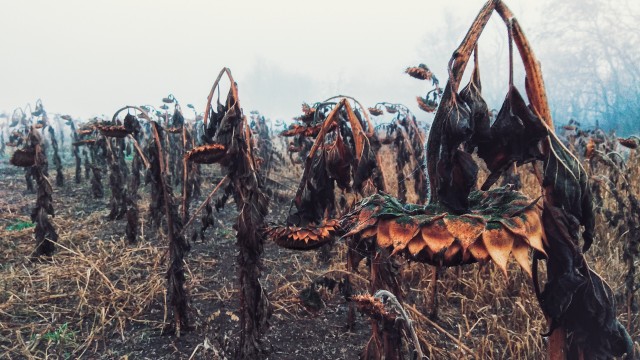 О тихом Доне позвольте замолвить