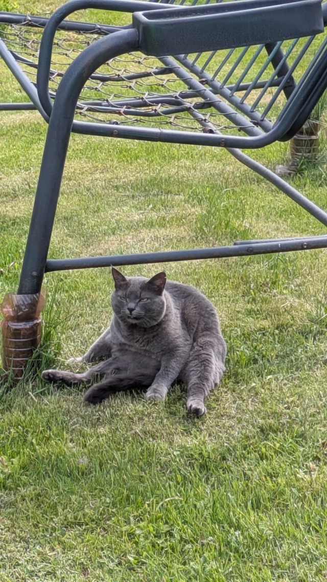 Ищу фото кота