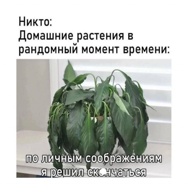 Картинки для деградации 239 (разной степени свежести)
