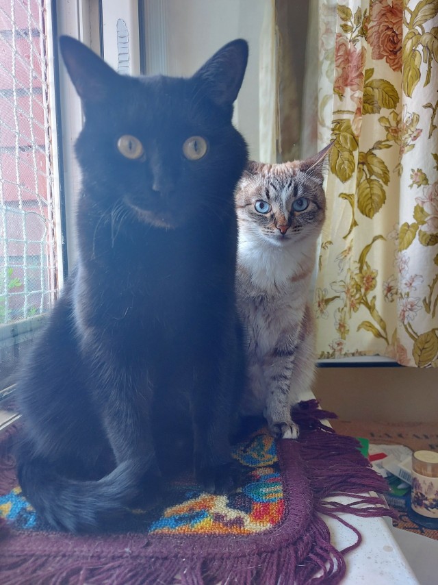 Степана вам в котовторник