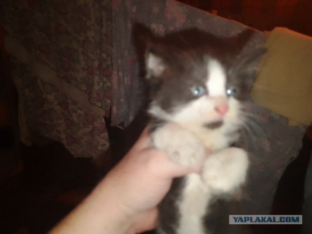 Жизнь домашнего приюта для котеек 581