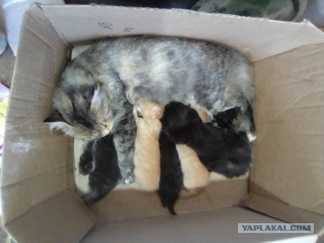 Котики в добрые руки