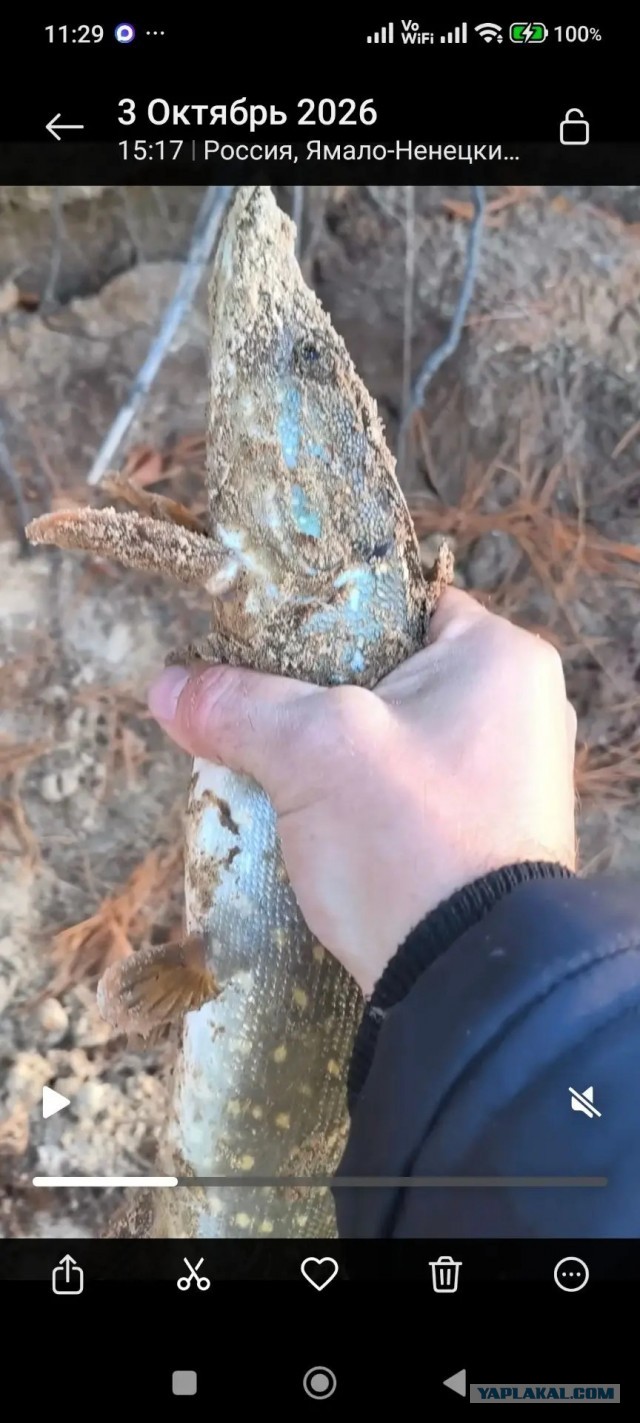 Аномальное тепло