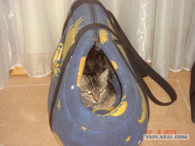 Кошка с уникальной привязанностью к людям