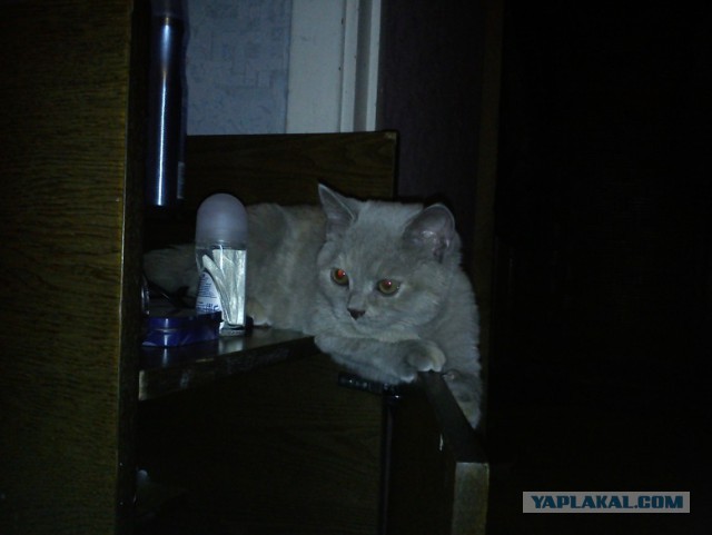 Котовторник 25.02.2014