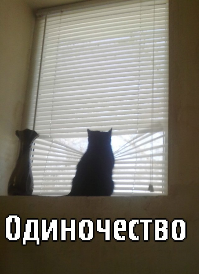 Котовторник 18.03.2014
