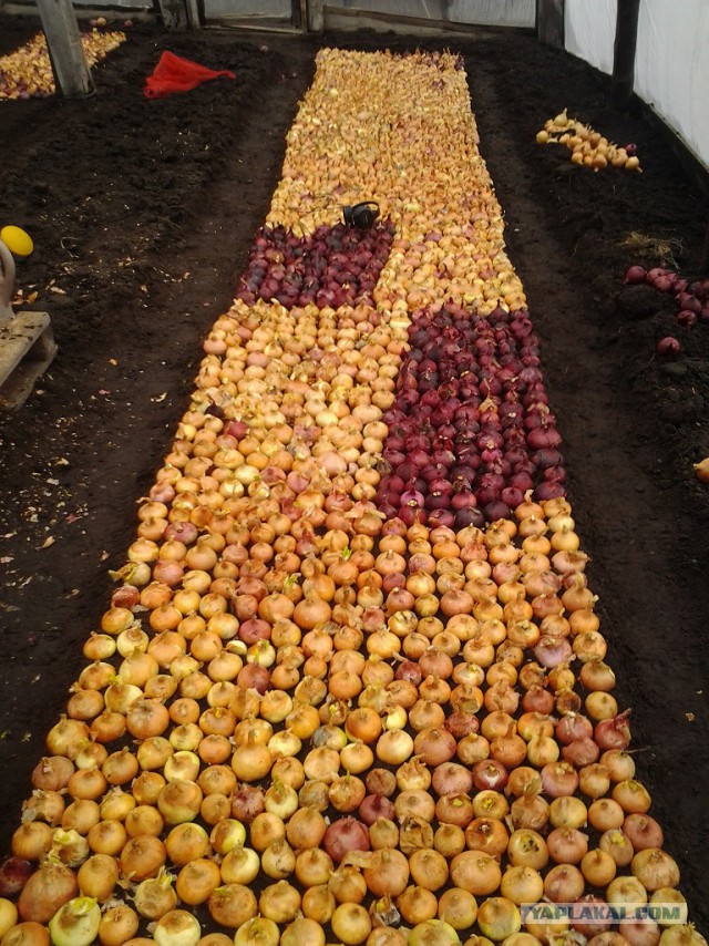 Любителям зелени