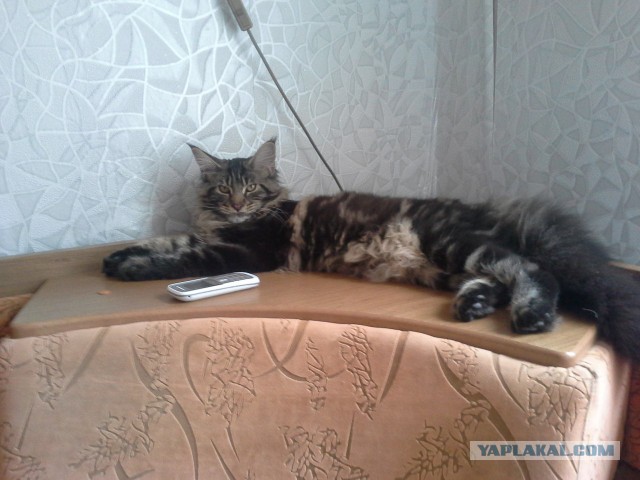 Котовторник  08.04.2014