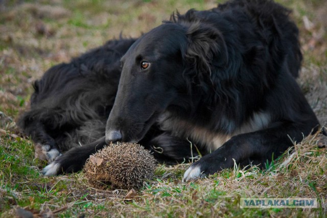 Собачки: русская борзая