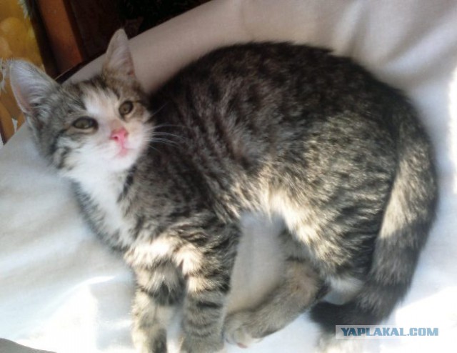 Котовторник 10.06.2014