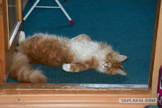 Котовторник 17.06.2014