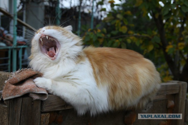 А у тебя есть фото твоей зевающей котейки ?