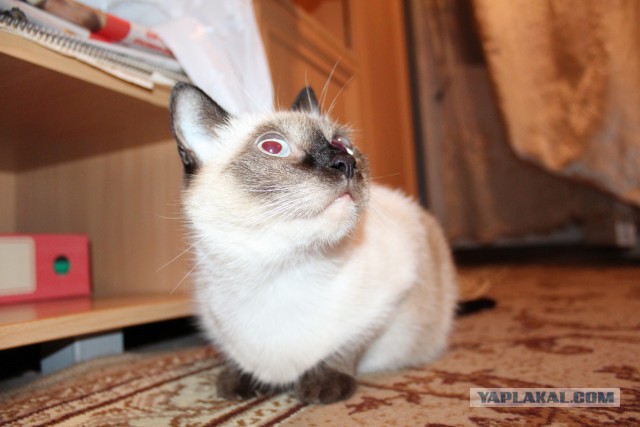 Котовторник 12.08.2014