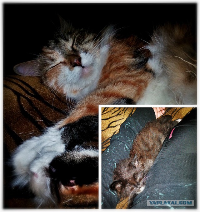 Котовторник 02.09.2014