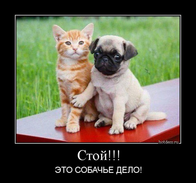 Горячие демотиваторы